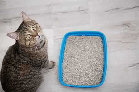 Traditional Clay Cat Litter