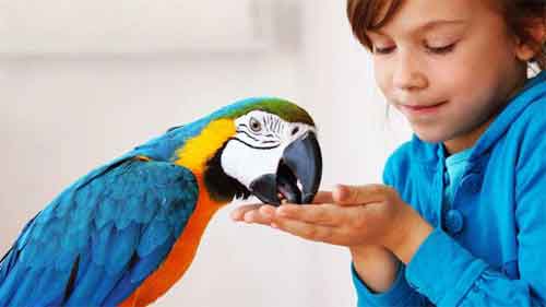 Birds Can Be Great Pets, but Are They Right for You
